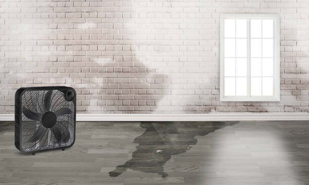 Best Water damage mitigation services  in Plentywood, MT